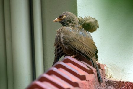 Yellow billed babbler couples on the roof
