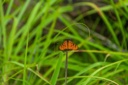 Tawny coster butterfly i