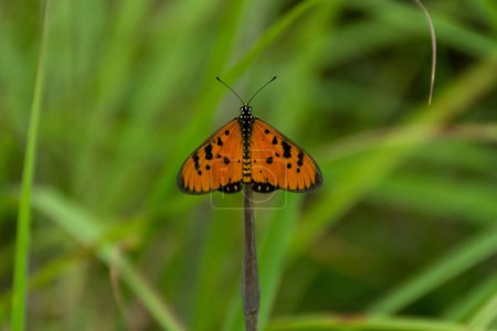 Tawny Coster Schmetterling Bild