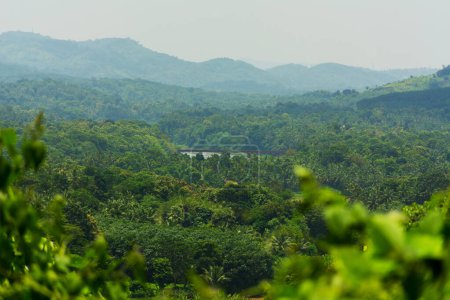 Vue verdâtre de la nature du Kerala