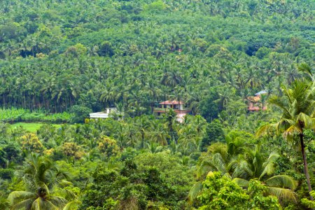 Vista verdosa de la naturaleza de Kerala