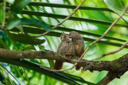 Yellow billed babbler couples on the tree