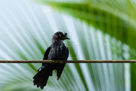 Black Drongo sitting on electric line