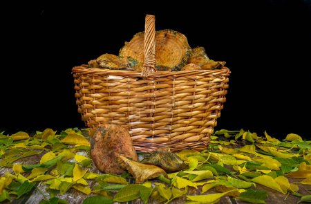 Photo for Wicker basket with chanterelles on a wooden table covered with leaves. Mountain foods. Edible mushrooms. Autumn products. Basket with seasonal mushrooms. - Royalty Free Image