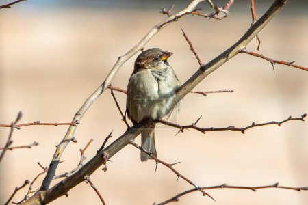 Téléchargez les photos : Sparrow perched on a leafless branch. Small urban birds. Endangered bird. - en image libre de droit