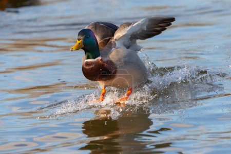 Duck with colored feathers landing on the water with open wings. Waterfowl in the lake. Small urban bird. Outdoor animals.