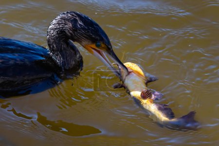 Photo for Black cormorant fishing in the lagoon. A fisher bird with a fish in its beak. Large waterfowl. Bird hunting in the sea. - Royalty Free Image