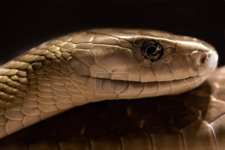 Foto de Mamba negra sobre fondo negro. Reptil venenoso. Serpiente peligrosa y venenosa. Grandes reptiles de África. - Imagen libre de derechos