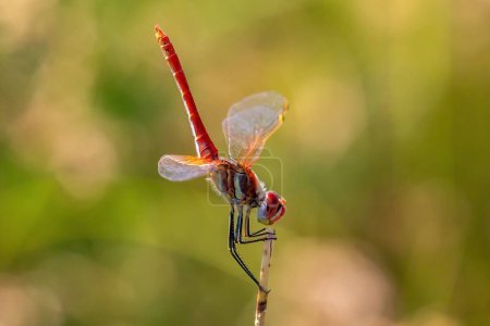 Téléchargez les photos : Macro photo de la libellule flèche rouge. libellule avec des couleurs frappantes. Petit insecte ailé. - en image libre de droit