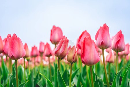 Photo for Rows of pink tulips in The Netherlands, During Spring. - Royalty Free Image