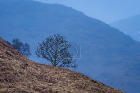 Téléchargez les photos : Les belles montagnes des Highlands écossais. Glenfinnan, Écosse. - en image libre de droit