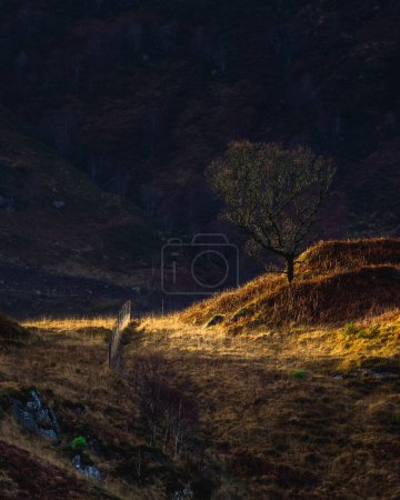Téléchargez les photos : Arbre illuminé par le soleil, sur les montagnes de Glenfinnan, Écosse. - en image libre de droit