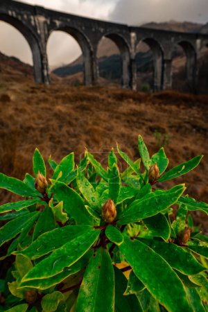 Téléchargez les photos : Plantes vertes avec le viaduc Glenfinnan en arrière-plan, Glenfinnan, Écosse. - en image libre de droit
