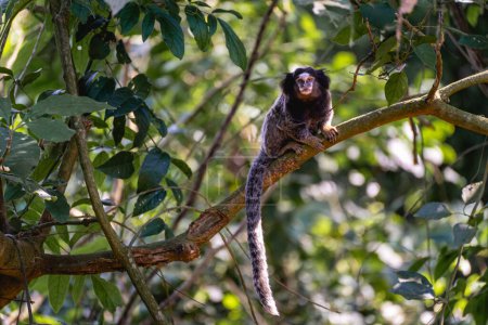 Foto de Sagui mono en la naturaleza, en el campo de So Paulo Brasil. - Imagen libre de derechos