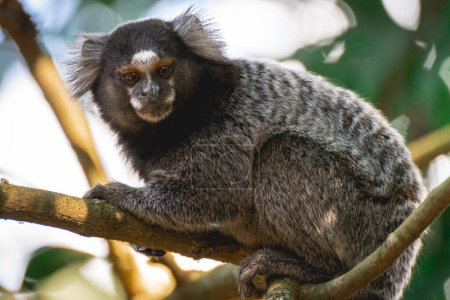 Foto de Cerca de un mono Sagui en la naturaleza, en el campo de So Paulo Brasil. - Imagen libre de derechos