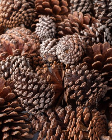 Photo for Closeup of a group of pinecones. - Royalty Free Image