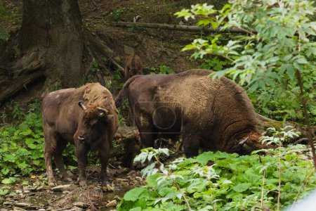 Photo for European bison in the enclosure in Muczne, Bison bonasus - Royalty Free Image
