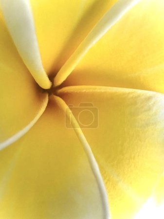 Foto de Primer plano Pétalos de frangipani amarillo y blanco - Imagen libre de derechos