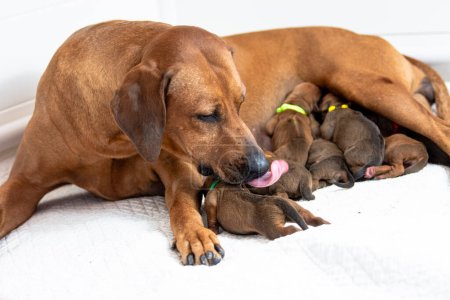 Photo for Rhodesian Ridgeback mother with newborn Rhodesian Ridgeback puppies, breastfeeding, newborn puppies - Royalty Free Image