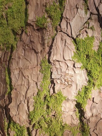 Hintergrund. Baumrinde mit sichtbaren großen Rissen und Algen. Natürlicher Holz-Hintergrund.