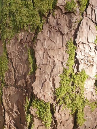 Téléchargez les photos : Contexte. Écorce d'arbre avec grosses fissures visibles et algues. Fond en bois naturel. - en image libre de droit