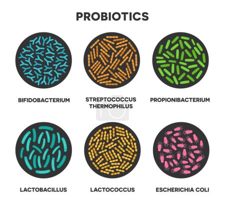 Probiotics in a circle. Microscopic probiotics. Bifidobacterium, lactobacillus, lactococcus, streptococcus thermophilus, propionibacterium. Vector illustration isolated on white background.