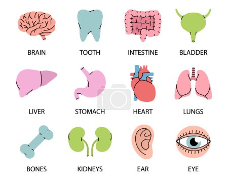 Human organs icons with descriptions. Brain, tooth, ear, intestines, stomach, liver, bladder, heart, bone, kidneys, lungs, eyeball icons. Human organs line icons