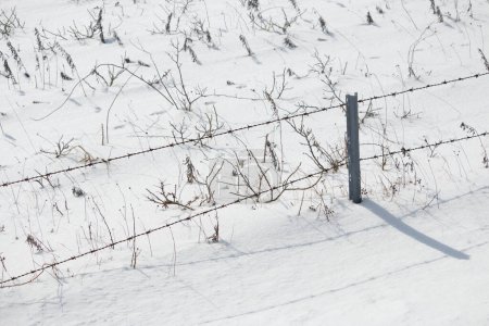 Foto de Cerca de alambre de púas en un campo de nieve de invierno - Imagen libre de derechos