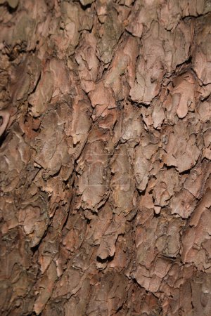 Photo for Full frame close up of Japanese red pine tree bark - Royalty Free Image