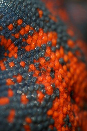 Photo for Abstract colourful skin of blue and orange starfish - Royalty Free Image