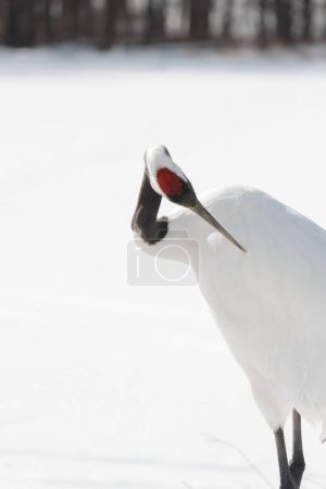 Close up of grus japonensis Japanese red crowned crane preening feathers