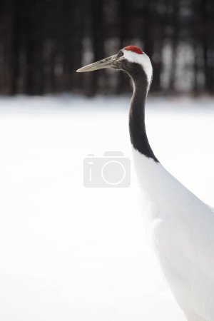 Close up of upper body of red-crowned Japanese crane with snow background