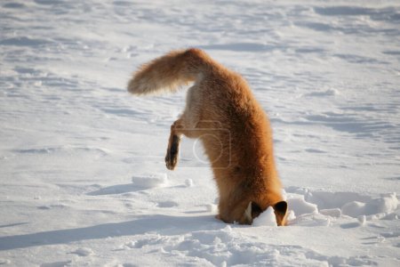 Hokkaido red fox leaping headfirst into winter snow while hunting