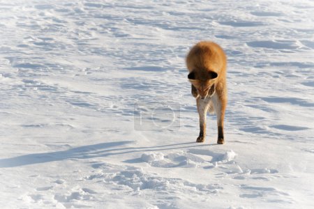 Hokkaido red fox digging in winter snow while hunting