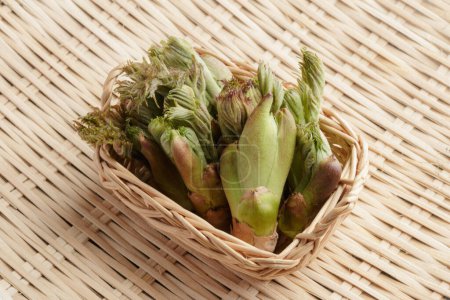 Basket of fresh foraged edible shoots of Japanese angelica-tree, Aralia elata
