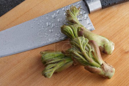 Three fresh shoots of Japanese tara no me wild spring sansai vegetables on chopping board