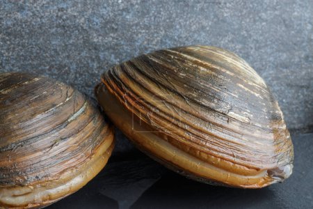 Two fresh surf clams on grey stone background