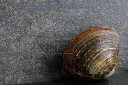 One fresh Japanese surf clam on stone background