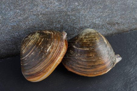 Two Japanese hokkigai surf clams in shell on stone background