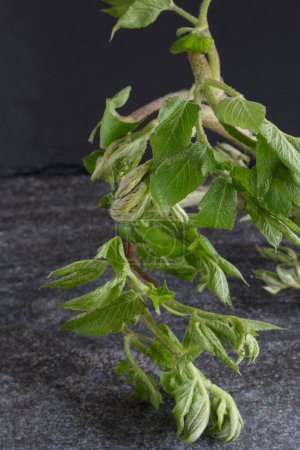 Téléchargez les photos : Japonais spikenard frais printemps légume udo plante feuilles - en image libre de droit