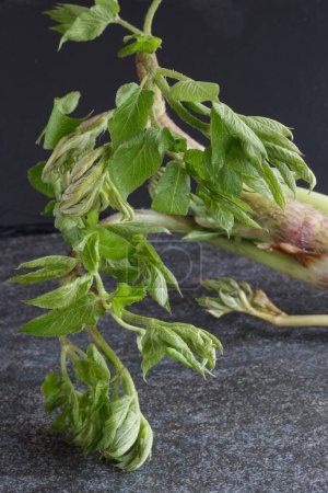 Frische japanische Sansai-Gemüse-Udo-Blätter