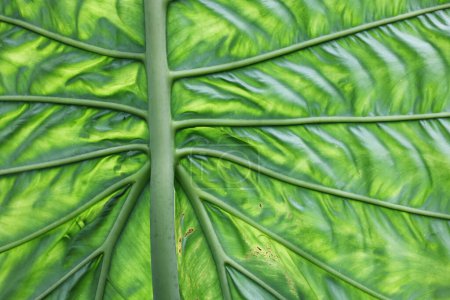 Photo for Closeup green elephant ear leaf pattern. Natural dirty green plant leaf background texture with light behind. selective focus - Royalty Free Image
