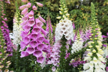 Photo for Close up of blooming foxglove flowers. Floral background of colorful foxglove or ladyglove flowers blooming beautifully in the garden on natural green background and selective focus. - Royalty Free Image