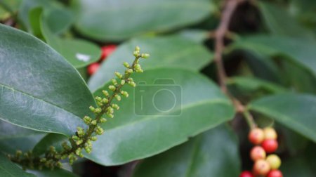 Photo for Young fruits Antidesma ghaesembilla Gaertn on a tree. Bouquet of young fruits of fresh Mak Mao on a green leafy background with copy space. selective focus - Royalty Free Image