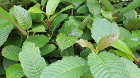 Mitragyna speciosa leaf (kratom). Brotes de color marrón joven con hojas verdes de plántulas de kratom (Mitragyna speciosa Korth.) es una planta herbácea nativa del sudeste asiático con espacio de copia y enfoque selectivo.