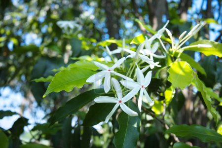Flores blancas de Kopsia floreciendo en un árbol. La planta herbácea Penang Sloe (Kopsia Arborea Blume) sobre fondo bokeh verde al aire libre con espacio de copia con enfoque selectivo.