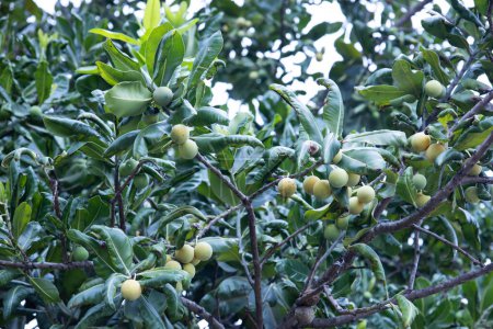 Fruits of Calophyllum inophyllum. Green ripe and raw fruits of the medicinal plant Alexandrian laurel on a tree (Tamanu, mastwood, beach calophyllum). Natural background. Selective focus