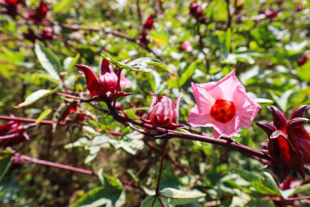 Fleurs de roselle rose. Gros plan d'Hibiscus sabdariffa ou de fleurs fraîches d'hibiscus aux fruits rouges sur une plante au fond de feuilles vert flou dans un jardin bio extérieur avec espace de copie. Concentration sélective