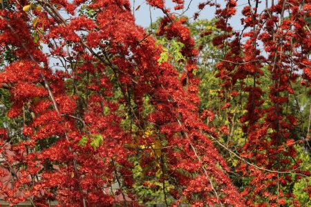 Fleur de singe rouge sur l'arbre. feux d'artifice du pakistan Belle floraison rouge vif (Phyllocarpus septentrionalis Donn. Smith) sur un arbre dans le jardin sur un fond de plante verte avec un accent sélectif.