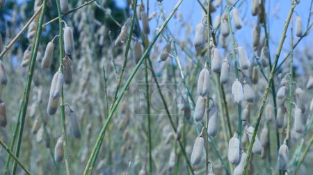 Des gousses de chanvre sur une plante. De nombreuses gousses brun clair (Crotalaria juncea) couramment cultivées comme engrais vert dans les rizières de saison sèche sur le fond de plantes séchées et de gousses floues avec un accent sélectif.